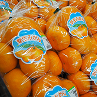 地産地消,季節誌しずく,アイスタイルデザイン,豊橋市,しんみち,しんみちとよはし店,新道,しんみちとよはしかねまるセンター店,豊橋市八百屋,季節の野菜,季節の果物,青果店,早生みかん,蒲郡みかん,三ケ日みかん,豊橋市二川みかん